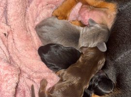 4 male mini Dachshunds- Newcastle upon tyne