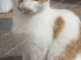 Beautiful kitten for sale