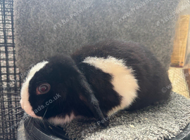Vienna mini lop doe