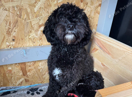Stunning F1b Cavapoo Males