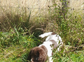 Gorgeous English Springer Spaniel Puppies