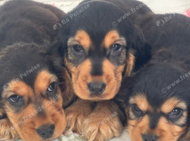 Cocker spaniel puppy 1 left