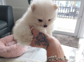 KC reg Korean bloodlines xxs