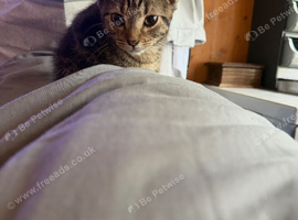 Kittens ready now