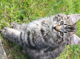 Gorgeous kitten for sale
