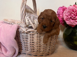 8 Beautiful FB1 Cockapoo&rsquo;s Looking For Their Forever Homes.
