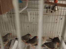 Zebra finches boys and girls
