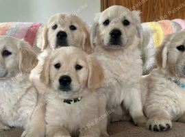 KC Registered Golden Retriever puppies