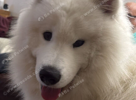 Samoyed wanted