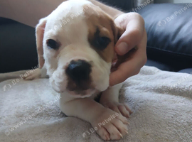 American bulldog