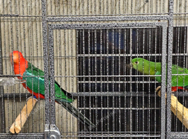 Australian king parrots