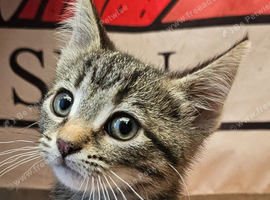 KITTENS FOR SALE READY TO LEAVE NOW