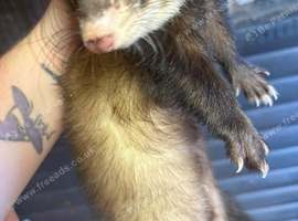 2 polecat colour hobs for sale