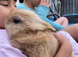 Dwarf Lionhead Boy