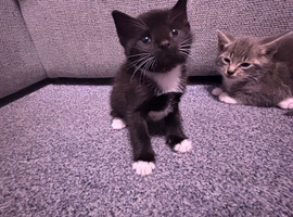 8 beautiful kittens