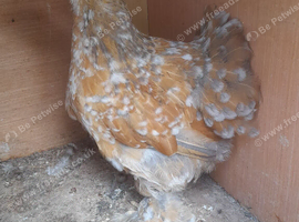 Millefleur Pekin bantam hen