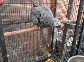Gago African grey for sale