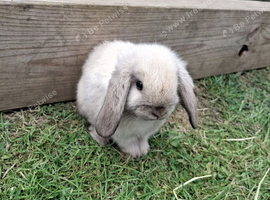 Beautiful mini lop baby rabbits
