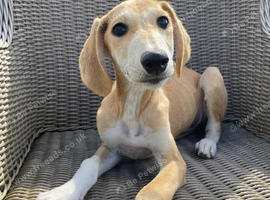 Lovely Litter of Lurcher Puppies Available
