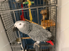 SUPER TAME AFRICAN GREY PARROT