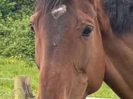 Blaenbran Equine Rest and Rehabilitation