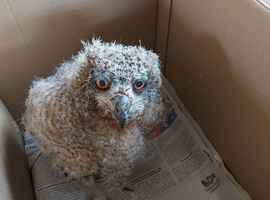 Wanted young Barn Owl for imprinting