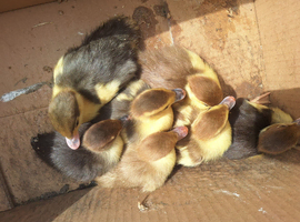Muscovy