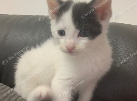Last male white kitten for sale