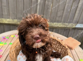 Fully Health Tested Older Female Cavapoo