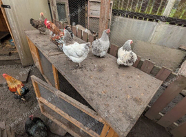 Chickens