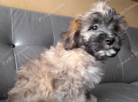 Lhasa-chon puppies for sale