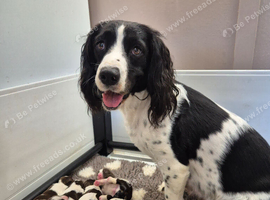 English springer spaniels