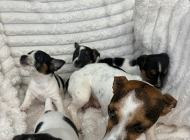 Jack Russel puppy&rsquo;s for sale