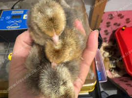 1 female and 1 male cream leg bar. One day old