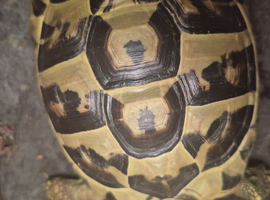 Tortoise