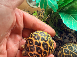 Indian star tortoise cb25
