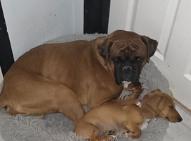 Beautiful pedigree boxer male