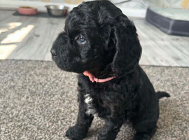 Female cockapoo 12 weeks old