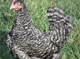 Laying hens