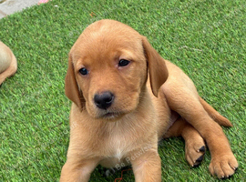 KC Labrador Retriever puppies