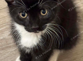 Kittens for Sale