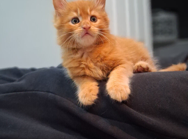 Beautiful ginger mainecoon boy