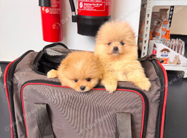 Stunning Pomeranian Pups (teddy bear)