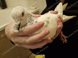 Sialkoti pigeon for sale