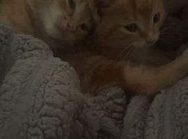 Male and female ginger tabby kittens