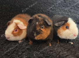 Gorgeous Teddy Boars