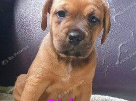 Beautiful pups for sale