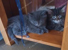 Ragdoll/Persian X  NEW PRICE Friendly, Fluffy Kittens looking for loving homes.