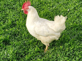 4 x White Leghorn chickens