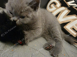 BSH 3 lilac 3 blue male and female ready now